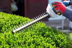 hedge-trimming