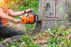 stump-grinding-vs-tree-felling