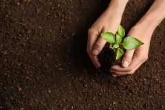 tree-planting