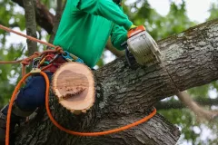 tree-pruning