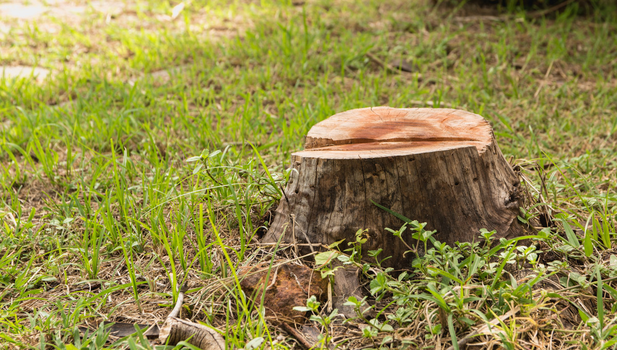 Stump Grinding An Important Aspect Of Tree Removal