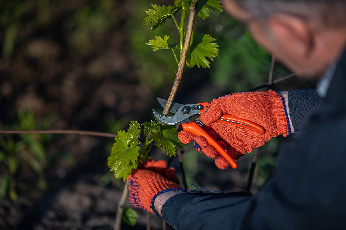 Why is Vine Pruning Important