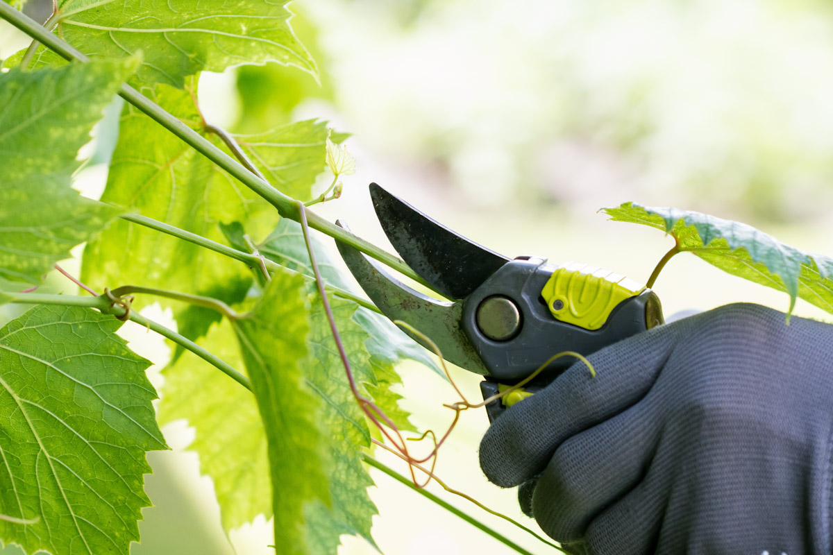 Top Benefits Of Vine Removal Services