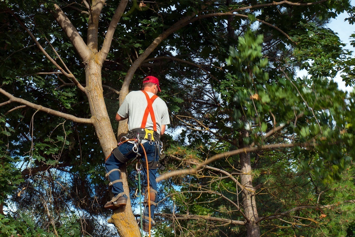 Tree Maintenance