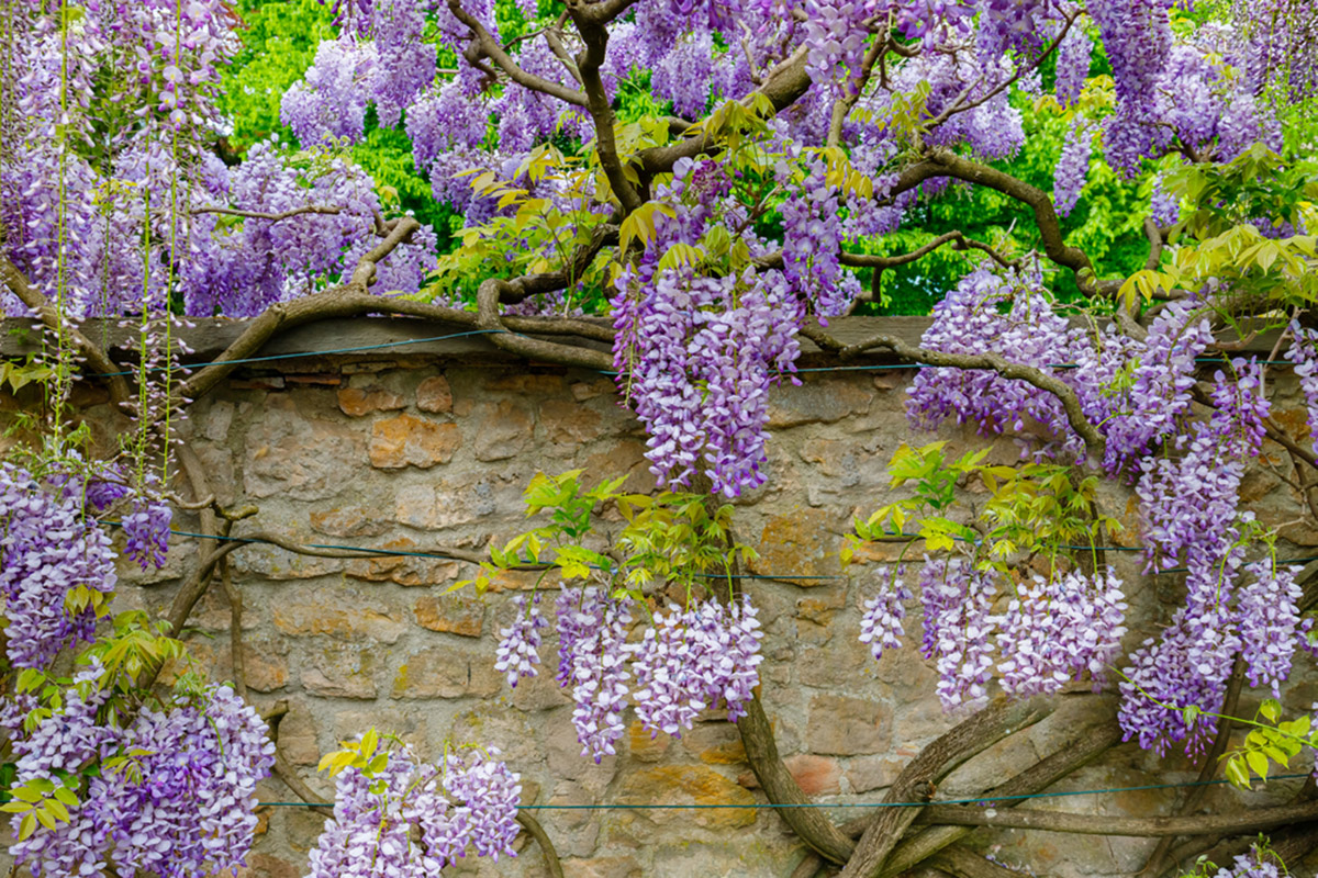 Why is Wisteria Removal so important for your home?