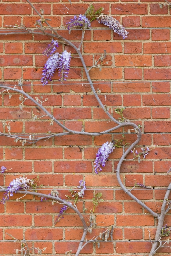 Why is Wisteria Removal so important for your home? 