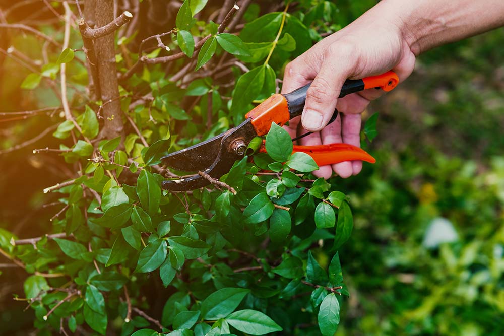5 Reasons Why Hedge Pruning is Essential