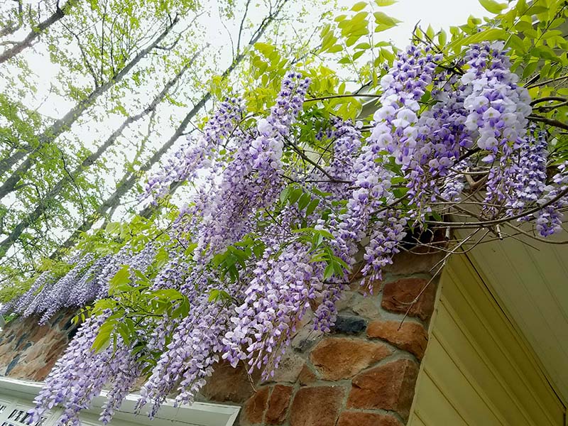 Keeping Wisteria in Check: Wisteria Pruning and Removal Explained