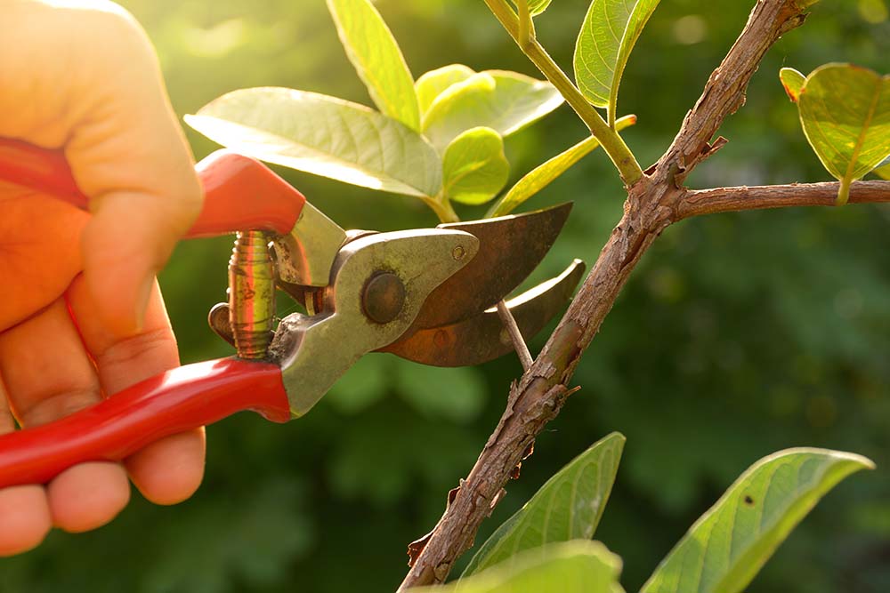 5 Reasons Why You Should Hire Us For Vine Pruning