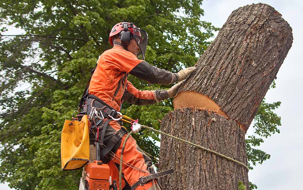 ​​Why Your Garden Needs a Tree Surgeon: Expert Advice from EP Trees