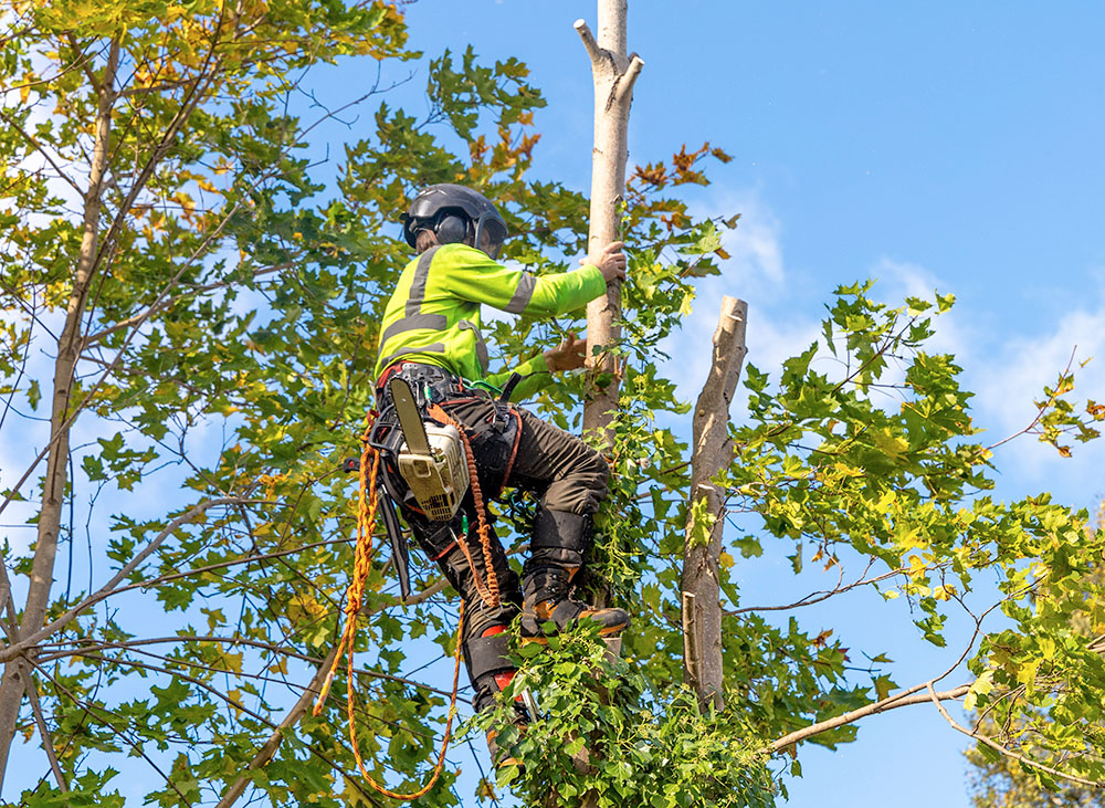 5 Benefits of Professional Pruning Services by EP Trees