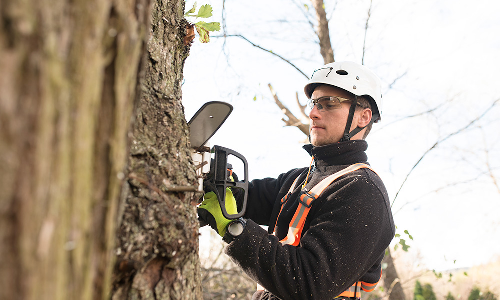 What Does a Tree Surgeon Do? An Inside Look at Tree Care Professionals