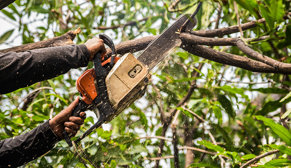 6 Benefits of Professional Tree Maintenance Services for Your Garden with EP Trees